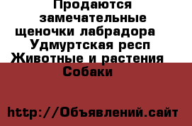 Продаются замечательные щеночки лабрадора  - Удмуртская респ. Животные и растения » Собаки   